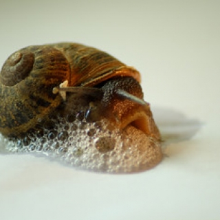 01 Caracol • <a style="font-size:0.8em;" href="http://www.flickr.com/photos/152352300@N07/37947690625/" target="_blank">View on Flickr</a>